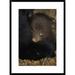 Global Gallery 'Black Bear 7 Week Old Cub' Framed Photographic Print Paper in Black/Green | 30 H x 22 W x 1.5 D in | Wayfair DPF-395805-1624-266
