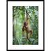 Global Gallery 'Sumatran Orangutan One & A Half Year Old Baby Dangling from Tree Branch, North Sumatra | 30 H x 22 W x 1.5 D in | Wayfair