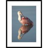 Global Gallery 'Roseate Spoonbill, Fort Myers Beach, Florida' Framed Photographic Print Paper in Gray/Pink | 30 H x 22 W x 1.5 D in | Wayfair