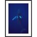 Global Gallery 'Humpback Whale Calf Riding the Pressure Wave Created By Its Mother, Hawaii' Framed Photographic Print Paper in Blue | Wayfair