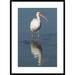 Global Gallery ' Ibis, Fort Myers Beach, Florida' Framed Photographic Print Paper in White | 36 H x 26 W x 1.5 D in | Wayfair DPF-397289-2030-266