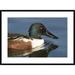 Global Gallery 'Northern Shoveler Male Swimming, Kellogg Bird Sanctuary, Michigan' Framed Photographic Print Paper in White | Wayfair