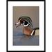 Global Gallery 'Wood Duck Male Calling, Lapeer State Game Area, Michigan' Framed Photographic Print Paper in Brown | 30 H x 22 W x 1.5 D in | Wayfair