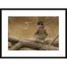 Global Gallery 'Wood Duck Male, Kensington Metropark, Milford, Michigan' Framed Photographic Print Paper in Brown | 22 H x 30 W x 1.5 D in | Wayfair