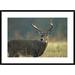 Global Gallery '-Tailed Deer Portrait, North America' Framed Photographic Print Paper in White | 26 H x 36 W x 1.5 D in | Wayfair