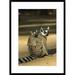 Global Gallery 'Ring-Tailed Lemur Baby on Mother'S Back' Framed Photographic Print Paper in Brown/Green | 30 H x 22 W x 1.5 D in | Wayfair