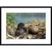 Global Gallery 'Common Loon Chick w/ Hatching Egg, Summer, Wyoming' Framed Photographic Print Paper in Blue/Brown | 30 H x 42 W x 1.5 D in | Wayfair