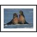 Global Gallery 'Northern Elephant Seal Males Fighting, California' Framed Photographic Print Paper in White | 26 H x 36 W x 1.5 D in | Wayfair