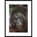 Global Gallery 'Orangutan Old Male' Framed Photographic Print Paper in Brown/Green | 30 H x 22 W x 1.5 D in | Wayfair DPF-452481-1624-266