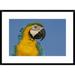 Global Gallery 'Blue & Yellow Macaw Portrait' Framed Photographic Print Paper in Blue/Yellow | 22 H x 30 W x 1.5 D in | Wayfair DPF-453227-1624-266