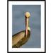 Global Gallery 'Brown Pelican Adult Portrait' Framed Photographic Print Paper in Blue/Brown | 42 H x 30 W x 1.5 D in | Wayfair DPF-453340-2436-266