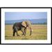 Global Gallery 'African Elephant Bull Walking Across Grassland' Framed Photographic Print Paper in Blue/Green | 30 H x 42 W x 1.5 D in | Wayfair