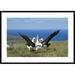 Global Gallery 'Antipodean Albatross Courtship Display, Auckland Islands, New Zealand' Framed Photographic Print Paper in Blue/Green | Wayfair