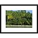 Global Gallery 'Palm Trees Along White Sand Beach, Irian Jaya, Indonesia' Framed Photographic Print Paper in Green | 18 H x 24 W x 1.5 D in | Wayfair