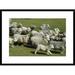 Global Gallery 'Domestic Sheep Herd Running' Framed Photographic Print Paper in Green/White | 22 H x 30 W x 1.5 D in | Wayfair DPF-452461-1624-266