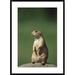 Global Gallery 'Black-Tailed Prairie Dog Sitting Upright' Framed Photographic Print Paper in White | 36 H x 26 W x 1.5 D in | Wayfair