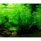 Mühlan Pflanzenhandel Aquariumpflanzen Sortiment für 100 l Aquarium (15)