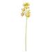 Vickerman 522714 - 32" Green Orchid Stem 6/Pk (FA188904) Home Office Flowers with Stems