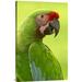 East Urban Home 'Military Macaw Portrait, Amazon Rainforest, Ecuador' Photographic Print, Wood in Green | 30 H x 20 W x 1.5 D in | Wayfair