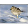 East Urban Home 'Purple Sandpiper Standing in the Foam of the Surf, Den Helder, Netherlands' Photographic Print, in White | Wayfair