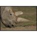East Urban Home 'Northern White Rhinoceros Grazing, Native to Africa' Photographic Print, Wood in Gray/Green | 20 H x 30 W x 1.5 D in | Wayfair