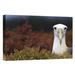 East Urban Home Waved Albatross Portrait, Galapagos Islands, Ecuador - Wrapped Canvas Photograph Print Canvas, in Red/White | Wayfair