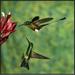 East Urban Home 'Booted Racket-Tail Hummingbird & Western Emerald Hummingbird, Ecuador' Photographic Print Canvas, in White | Wayfair