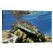 East Urban Home 'Saltwater Crocodile Underwater, South Australia' Photographic Print, Wood in Blue/Gray | 20 H x 30 W x 1.5 D in | Wayfair