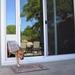 Endura Flap Pet Doors Endura Flap Thermo Panel 3E Pet Door, Glass in Gray/White | 76.75 H x 1 D in | Wayfair 01PPC10 RW