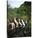 East Urban Home 'Royal Penguin Group Commuting Up Stream Bed, Macquarie Island' Photographic Print, in Black/Green | 30 H x 20 W x 1.5 D in | Wayfair