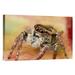 East Urban Home 'Jumping Spider Portrait, Reunion' Photographic Print, Wood in Brown/Orange | 16 H x 24 W x 1.5 D in | Wayfair URBP0582 41067865