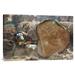 East Urban Home 'Logger Cutting Trunk of Rainforest Tree, Cameroon' Photographic Print, Wood in Brown/Green | 20 H x 30 W x 1.5 D in | Wayfair