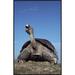 East Urban Home Galapagos Giant Tortoise Yawning, Alcedo Volcano, Galapagos Islands, Ecuador - Photographic Print on Canvas Canvas, | Wayfair