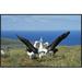 East Urban Home 'Antipodean Albatross Courtship Display, Auckland Islands, New Zealand' Photographic Print Canvas, in White | Wayfair