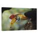 East Urban Home Sulawesi Red-Knobbed Hornbill - Wrapped Canvas Photograph Print Canvas, Wood in White | 24 H x 36 W x 1.5 D in | Wayfair