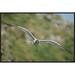 East Urban Home Swallow-Tailed Gull Flying, Tower Island, Galapagos Islands, Ecuador - Wrapped Canvas Photograph Print Canvas, in Green | Wayfair