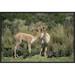 East Urban Home Vicunas Nuzzling, Pampa Galeras National Reserve, Peruvian Andes, Peru - Wrapped Canvas Photograph Print Canvas, | Wayfair