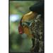 East Urban Home Sulawesi Red-Knobbed Hornbill Male - Wrapped Canvas Photograph Print Canvas, Wood in Green | 24 H x 16 W x 1.5 D in | Wayfair