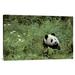 East Urban Home 'Giant Panda Year Old Male, Wolong Valley, Himalayas, China' Photographic Print, Wood in Green | 20 H x 30 W x 1.5 D in | Wayfair