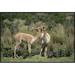 East Urban Home Vicunas Nuzzling, Pampa Galeras National Reserve, Peruvian Andes, Peru - Wrapped Canvas Photograph Print Canvas, in White | Wayfair