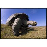 East Urban Home 'Galapagos Giant Tortoise on Caldera Rim, Alcedo Volcano, Galapagos Islands' Photographic Print Canvas, in Blue/Gray | Wayfair