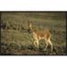 East Urban Home Vicuna, Pampa Galeras Nature Reserve, Peru - Wrapped Canvas Photograph Print Canvas, Wood in Brown | 20 H x 30 W x 1.5 D in | Wayfair