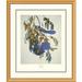 Global Gallery Florida Jay by John James Audubon Framed Painting Print Plastic/Metal | 40 H x 34 W x 1.5 D in | Wayfair DPF-132796-2430-102