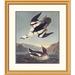 Global Gallery Smew or White Nun by John James Audubon Framed Painting Print Metal | 32 H x 28.26 W x 1.5 D in | Wayfair DPF-198200-22-102