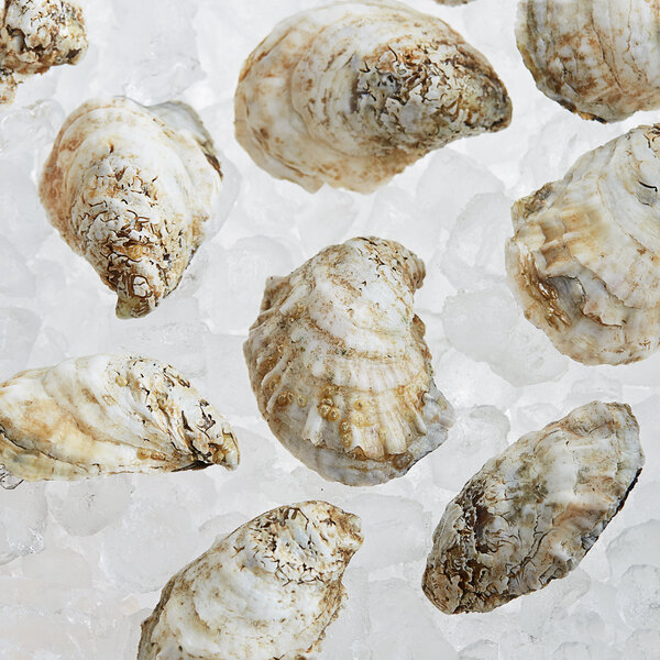 Rappahannock Oyster Co. Live Rappahannock River Oysters - 25/Case