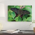 East Urban Home 'Luzon Peacock Swallowtail Butterfly, Tucson Botanical Gardens, Tucson, Arizona' Photographic Print on Canvas Canvas | Wayfair