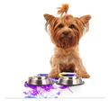 Kess eigene Frederic levy-hadida Eule Tisch-Sets für Hunde und Katzen Futternapf Pet Bowl Matte, 24 von 15 Zoll, Violett