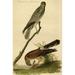 Buyenlarge Common Harrier by John James Audubon - Unframed Graphic Art Print in Brown/Green | 66 H x 44 W x 1.5 D in | Wayfair 0-587-64696-LC4466