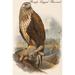 Buyenlarge Rough Legged Buzzard by John Gould - Unframed Graphic Art Print in Brown/Gray | 66 H x 44 W x 1.5 D in | Wayfair 0-587-64765-LC4466