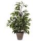 Mica Decorations 981063 Exotica Ficus in Stan Pot Polyester, Polyester, green/white, H. 65 cm D 55 cm